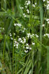 False baby's breath